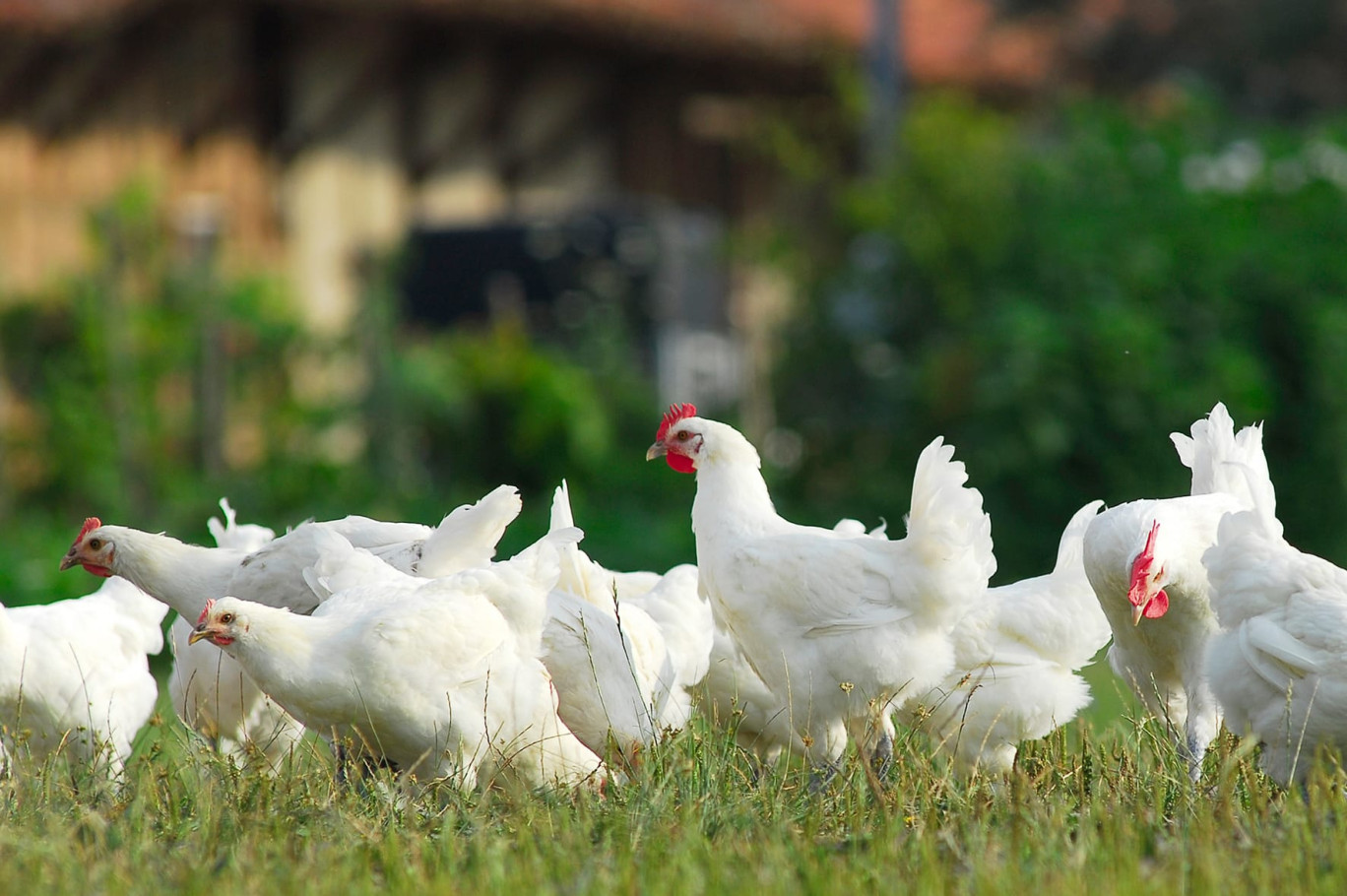 La volaille de Bresse dispose d’un minimum de 15 m2 de prairie d’herbe et d’un poulailler spacieux, 12 poulets maximum par m2 (© CIVB)