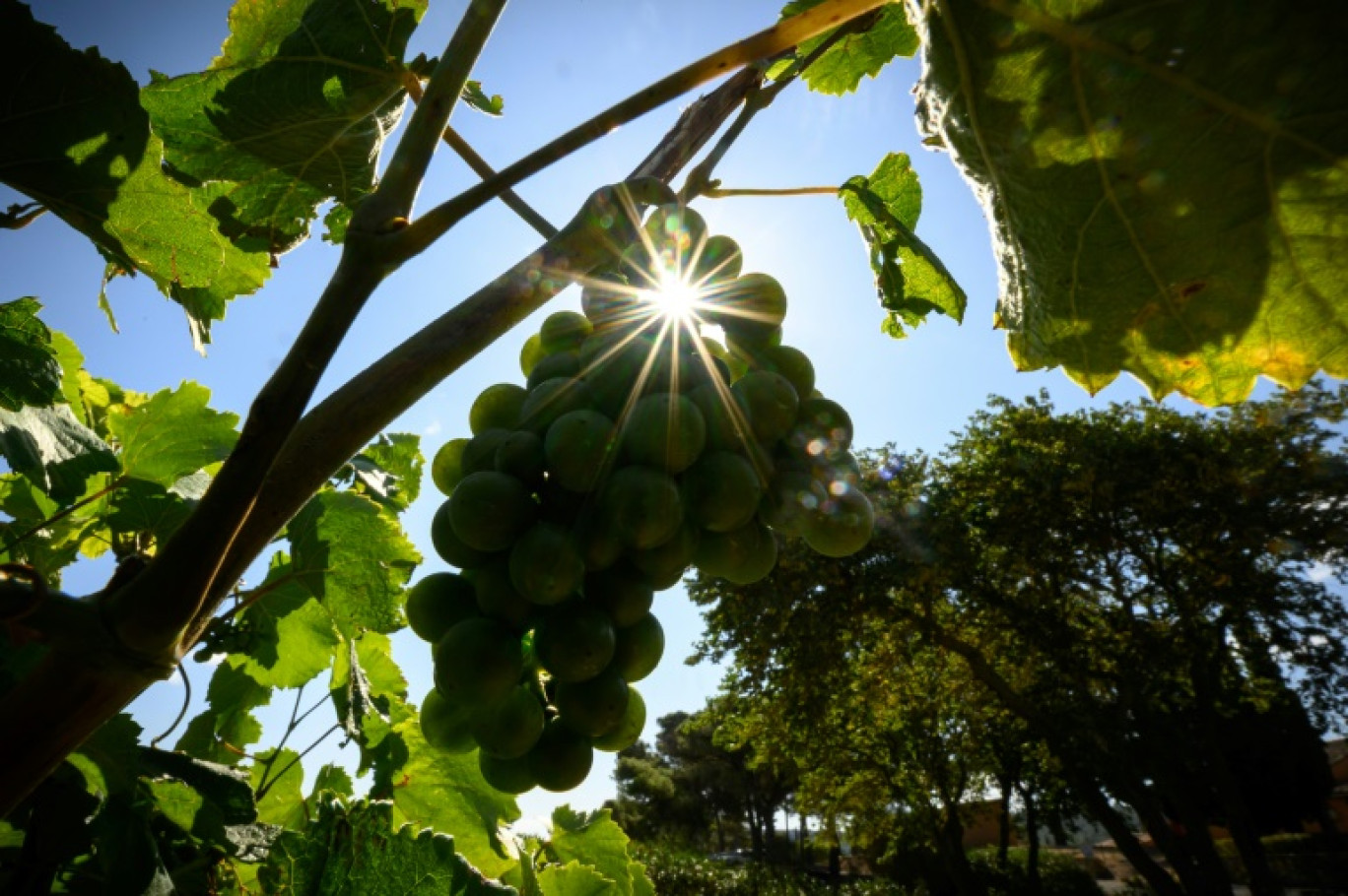 Des grappes de raisin du domaine du Château Cicéron, le 26 juillet 2023 à Ribaute dans l'Aude © Lionel BONAVENTURE
