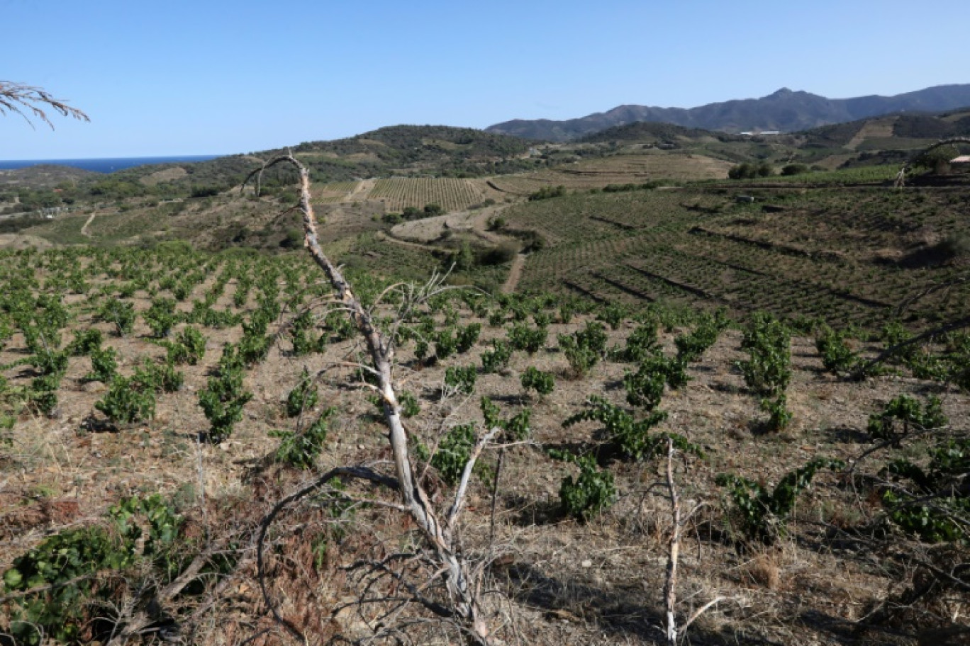 Le vignoble des Clos de Paulilles touché par la sécheresse, le 8 août 2023 à Port-Vendres, dans les Pyrénées-Orientales © RAYMOND ROIG