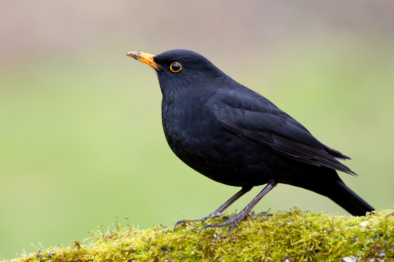 Le merle noir, un espèce très présente dans les jardins de l'Oise. (c)hfox 