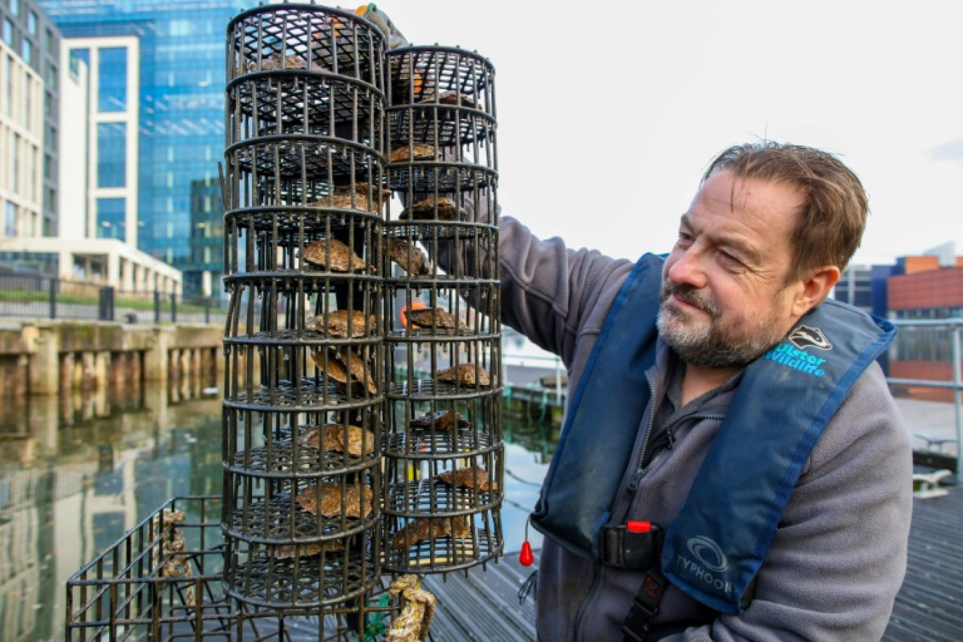 Le responsable de la conservation marine de Ulster Wildlife, David Smyth, tient une cage à huîtres dans le port de Belfast, le 28 novembre 2023 © PAUL FAITH