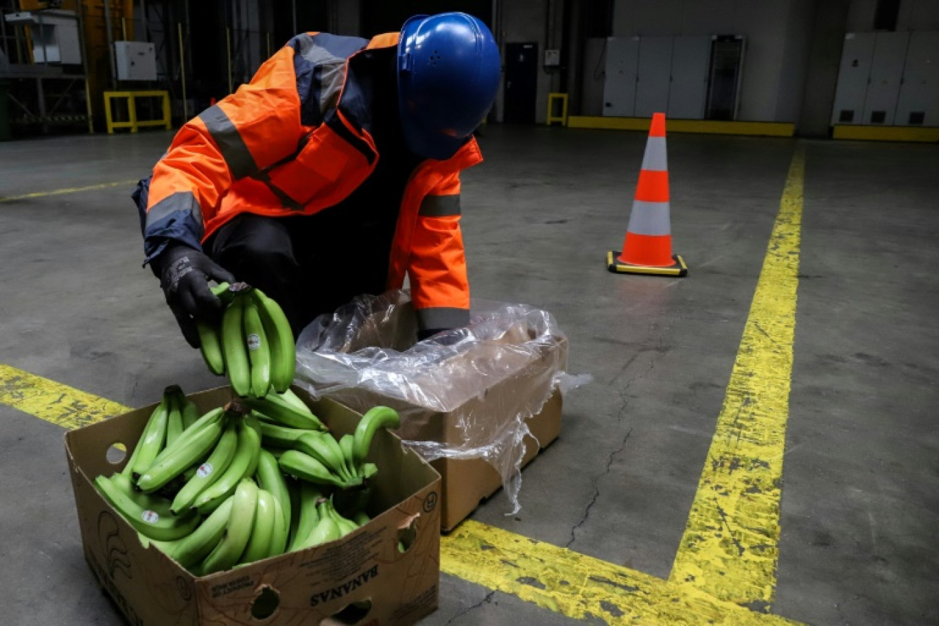 Un employé des douanes inspecte un carton de bananes dans un hangar du port d'Anvers, le 20 mai 2022 en Belgique © Valeria Mongelli