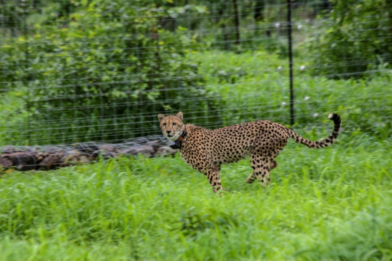 Un guépard dans un enclos dans le parc national de Liwonde, dans le sud du Malawi, le 27 décembre 2017 © Amos Gumulira