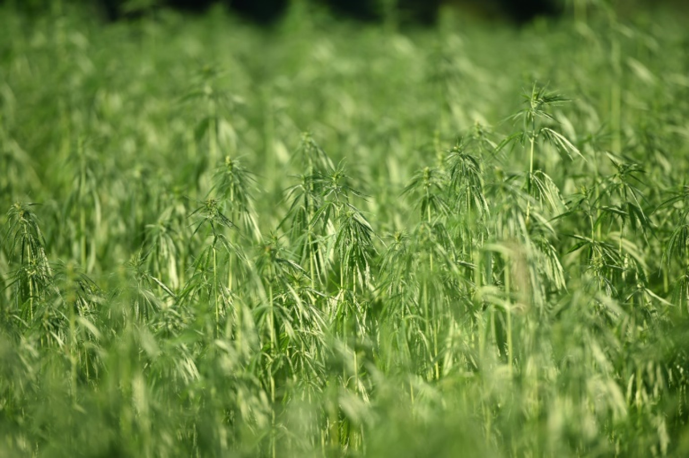 Un champ de chanvre, dont les débouchés vont du textile à la construction en passant par l'alimentation et les cosmétiques, à Saint-Agnet dans le sud-ouest de la France le
11 juillet 2022 © GAIZKA IROZ