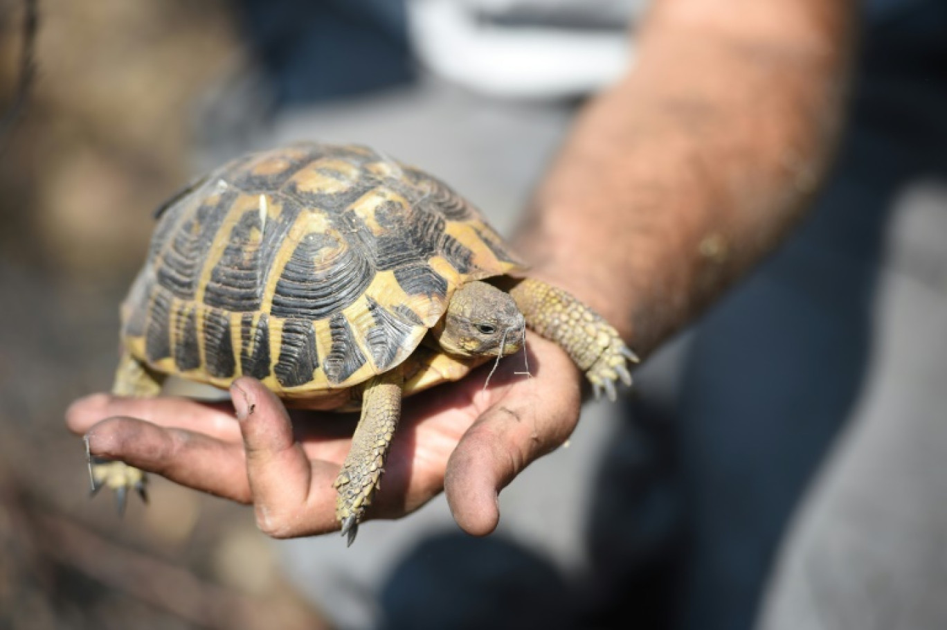 Une tortue d'Hermann à La Garde-Freinet dans le Var, le 20 août 2021 © SYLVAIN THOMAS