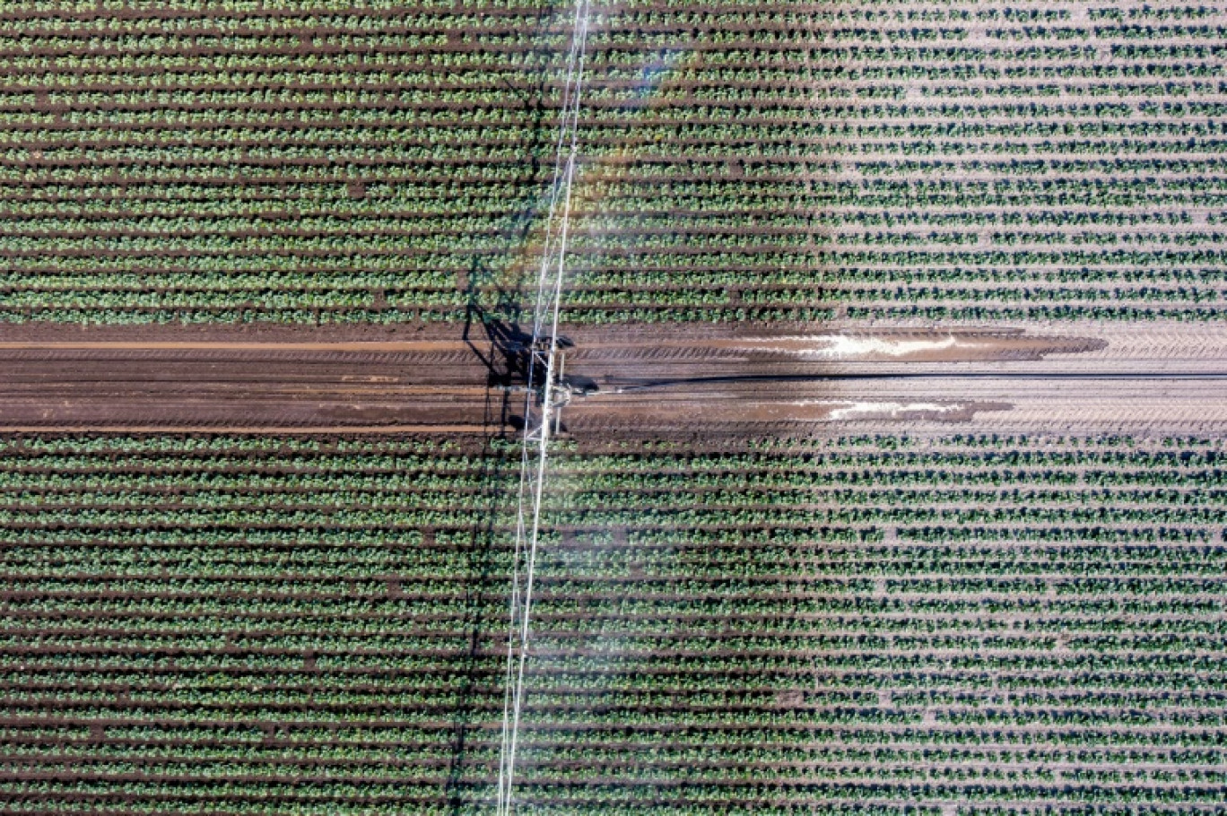 Après une suspension temporaire pour 2023 puis 2024, Bruxelles propose notamment de supprimer complètement l'obligation de laisser au moins 4% des terres arables en jachères ou surfaces non-productives © Olivier MORIN