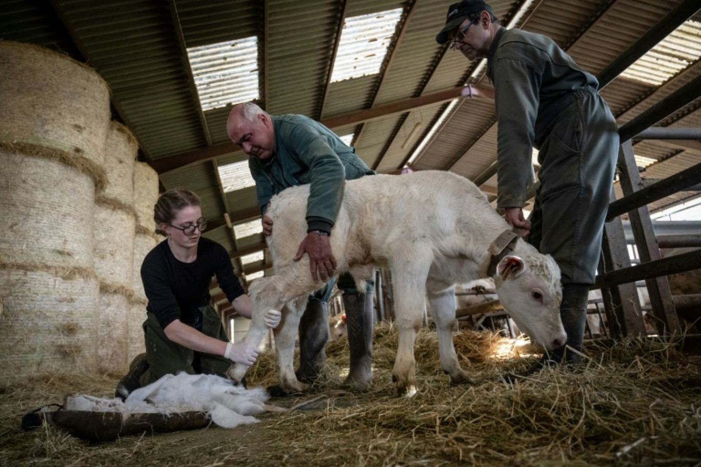 La vétérinaire Marina Abbadie (g), aidée par deux agriculteurs, retire le plâtre de la patte arrière d'un veau, le 11 avril 2024 dans une ferme près d'Avallon, dans l'Yonne © ARNAUD FINISTRE
