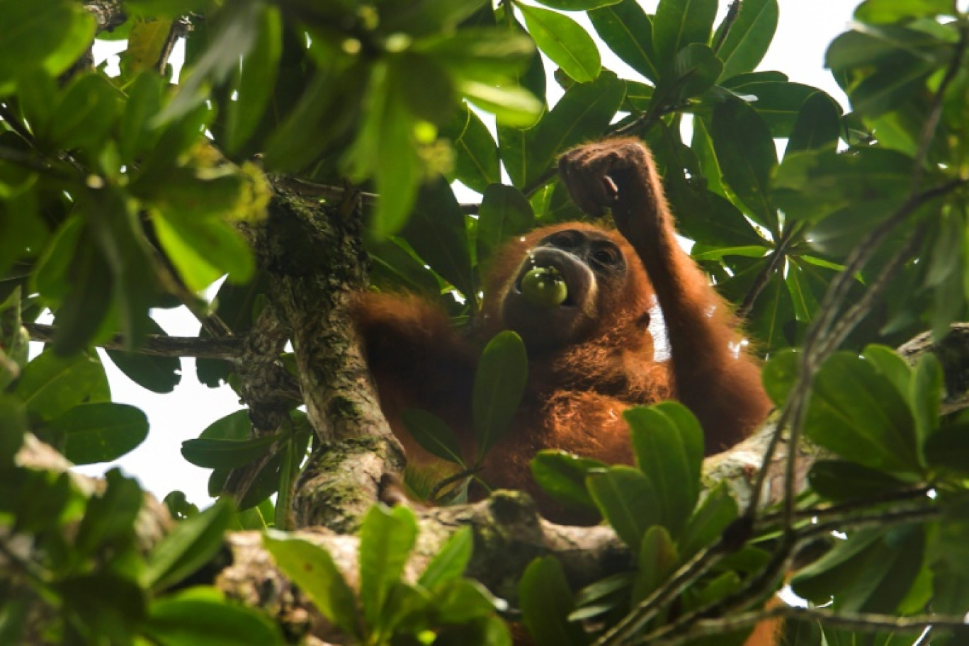 La Malaisie a l'intention d'offrir des orangs-outans aux pays acheteurs d'huile de palme, lançant ainsi une initiative rappelant "la diplomatie du panda" de la Chine © CHAIDEER MAHYUDDIN