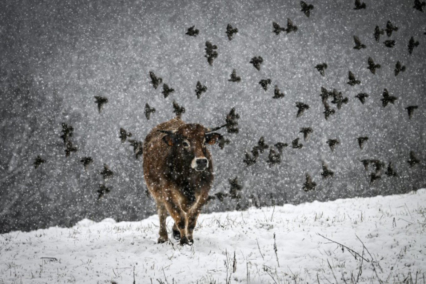 La neige à Thiron-Gardais, en Eure-et-Loir, le 21 novembre 2024 © JEAN-FRANCOIS MONIER