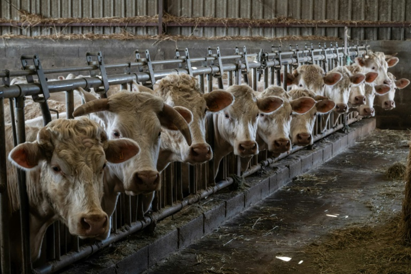 Elever plus pour importer moins? Une "fausse route", selon le Réseau action climat © ARNAUD FINISTRE