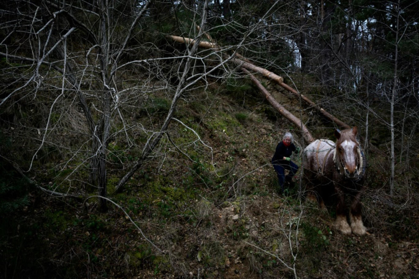 Un membre de la communauté Longo Maï tracte des troncs d'arbres avec l'aide d'un cheval dans un bois à Treynas, dans la commune de Chanéac, le 20 janvier 2025 en Ardèche © JEAN-PHILIPPE KSIAZEK