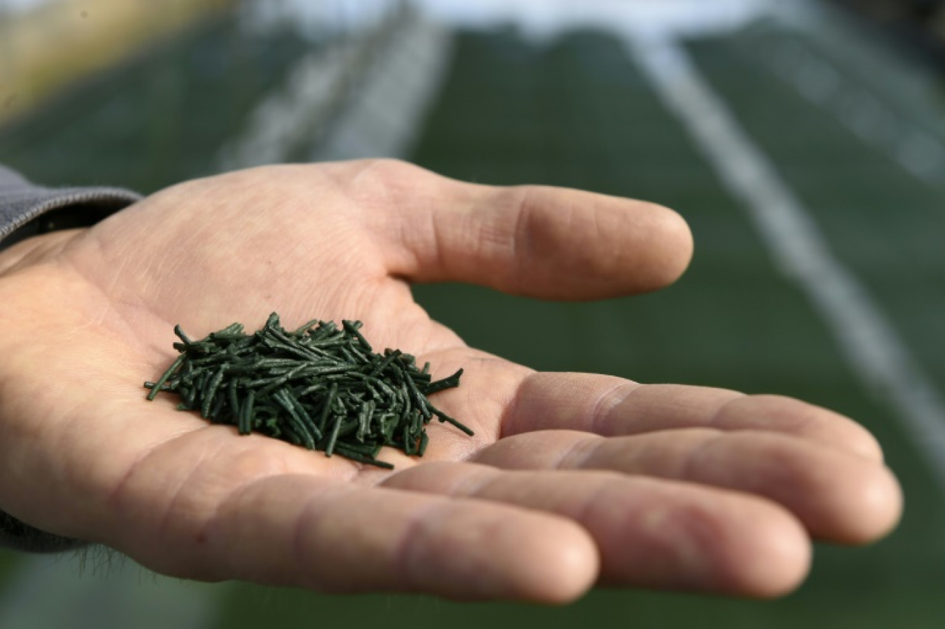 De la spiruline à Condillac, dans la Drôme, le 7 avril 2016 © PHILIPPE DESMAZES