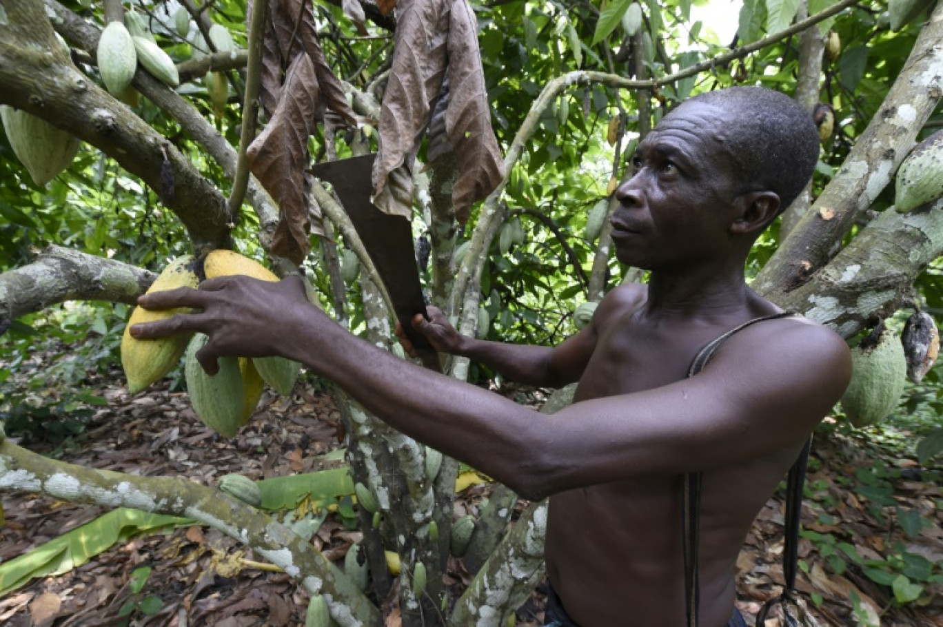 Un fermier récolte du cacao dans le village de Sofolu dans l'État d'Ogun, au sud-ouest du Nigeria, le 5 juin 2018 © PIUS UTOMI EKPEI