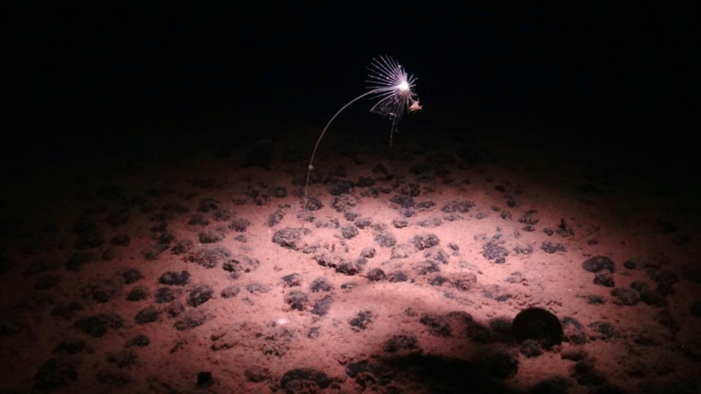 Image mise à disposition par le Centre national d'océanographie, le 24 juillet 2023, montrant une éponge carnivore, Axoniderma mexicana, trouvée dans la zone de Clarion-Clipperton lors d'une récente expédition dans les abysses du Pacifique Nord-Est © Handout