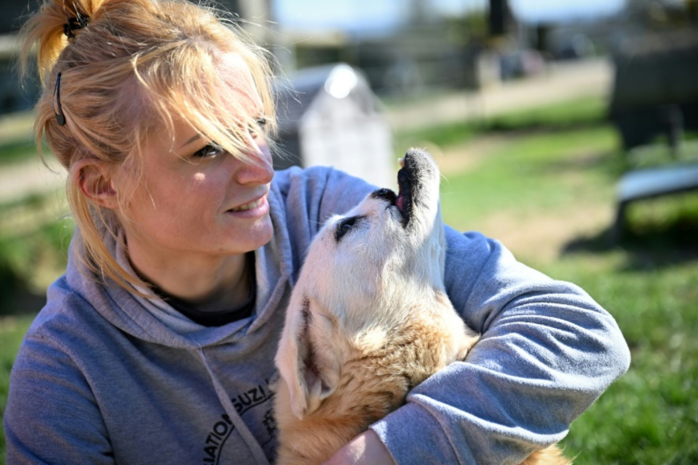 Stéphanie Lisicki, ancienne assistante vétérinaire et fondatrice du refuge pour animaux handicapés Suzi Handicap, avec la chienne Buzuka, victime d'un coup de hache dans la mâchoire en Roumanie, le 18 mars 2025 à Montreuil-au-Houlme, dans l'Orne © LOU BENOIST