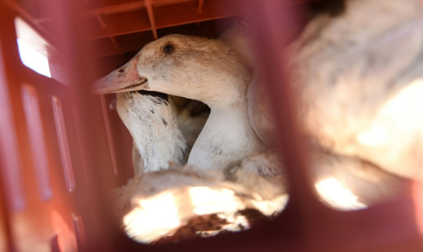 Les autorités françaises ont abaissé le risque de grippe aviaire sur l'ensemble du territoire d'"élevé" à "modéré", en raison d'une "amélioration de la situation sanitaire dans l'avifaune sauvage" © GAIZKA IROZ