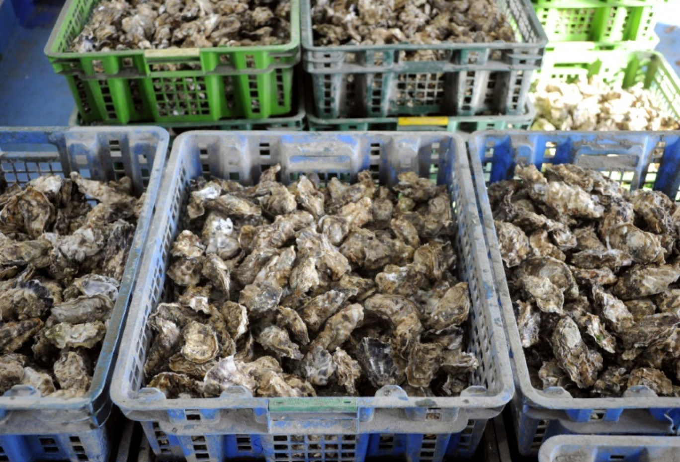 Le ramassage et la commercialisation des coquillages sont interdits dans de nombreux secteurs de la Vendée au Finistère en raison de la prolifération d'une algue toxique © DAMIEN MEYER