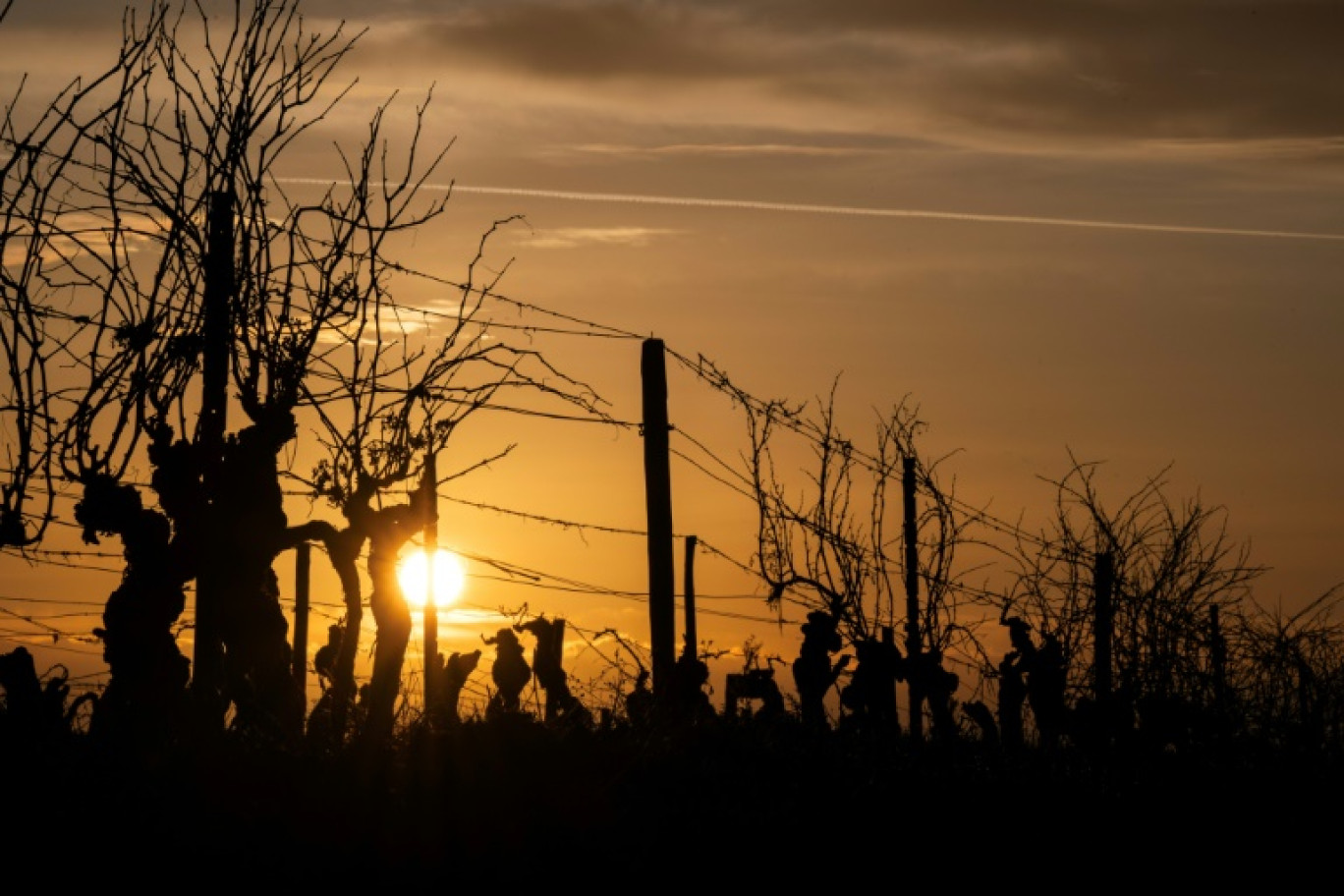 Des vignes dans le sud-ouest de la France, le 7 février 2025 © Lionel BONAVENTURE