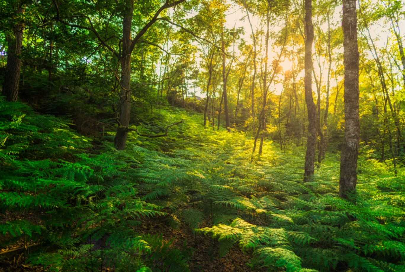 En France, la moitié des forêts devraient pouvoir passer le cap de l'augmentation des 4 °C, au prix de quelques ajustements. © Adobe Stock