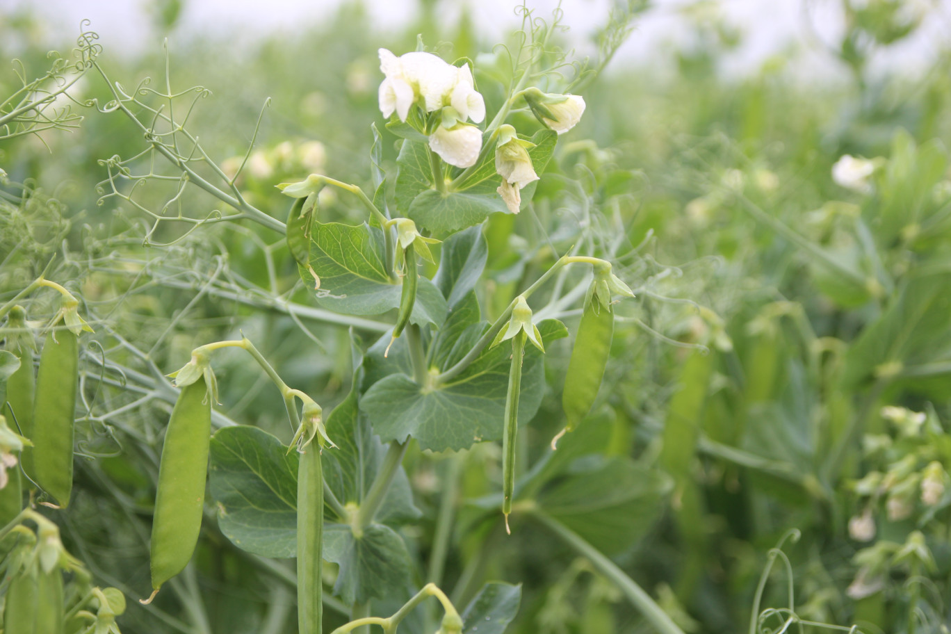 La culture des protéagineux a reculé ces dernières années en France, notamment suite à des restrictions d'usage de produits insecticides. © Aletheia Press / B.Delabre