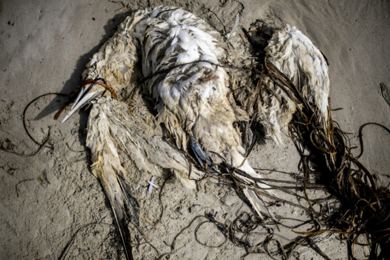 Un fou de bassan échoué sur une plage de Tréguennec, dans le Finistère, le 10 septembre 2022 © FRED TANNEAU