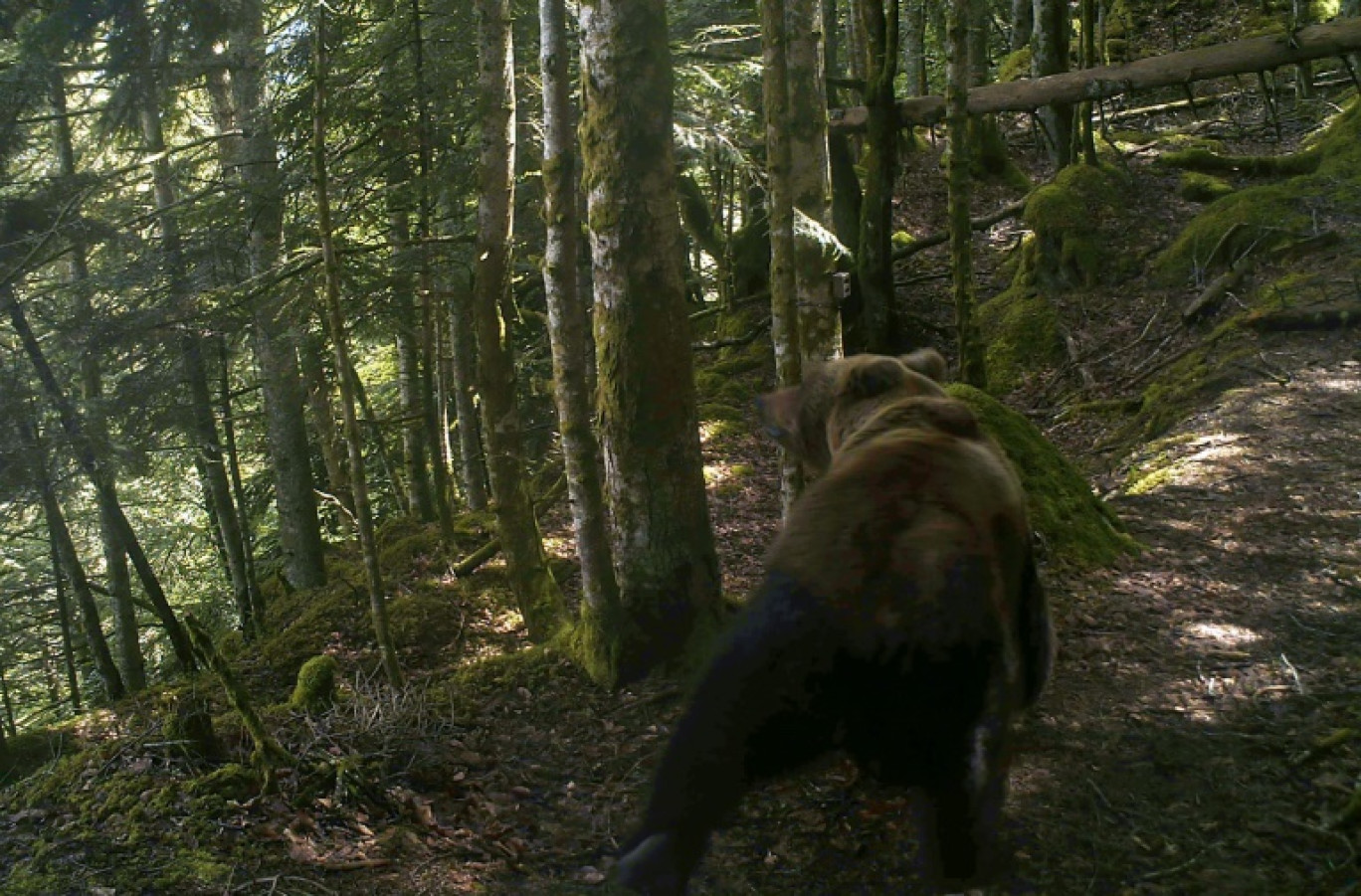 Photo prise par un piège photographique en 2020 et diffusée par l'association française "Pays de l'ours", le 4 juin 2021, montrant un ours brun dans un bois près de Melles, dans les Pyrénées © -