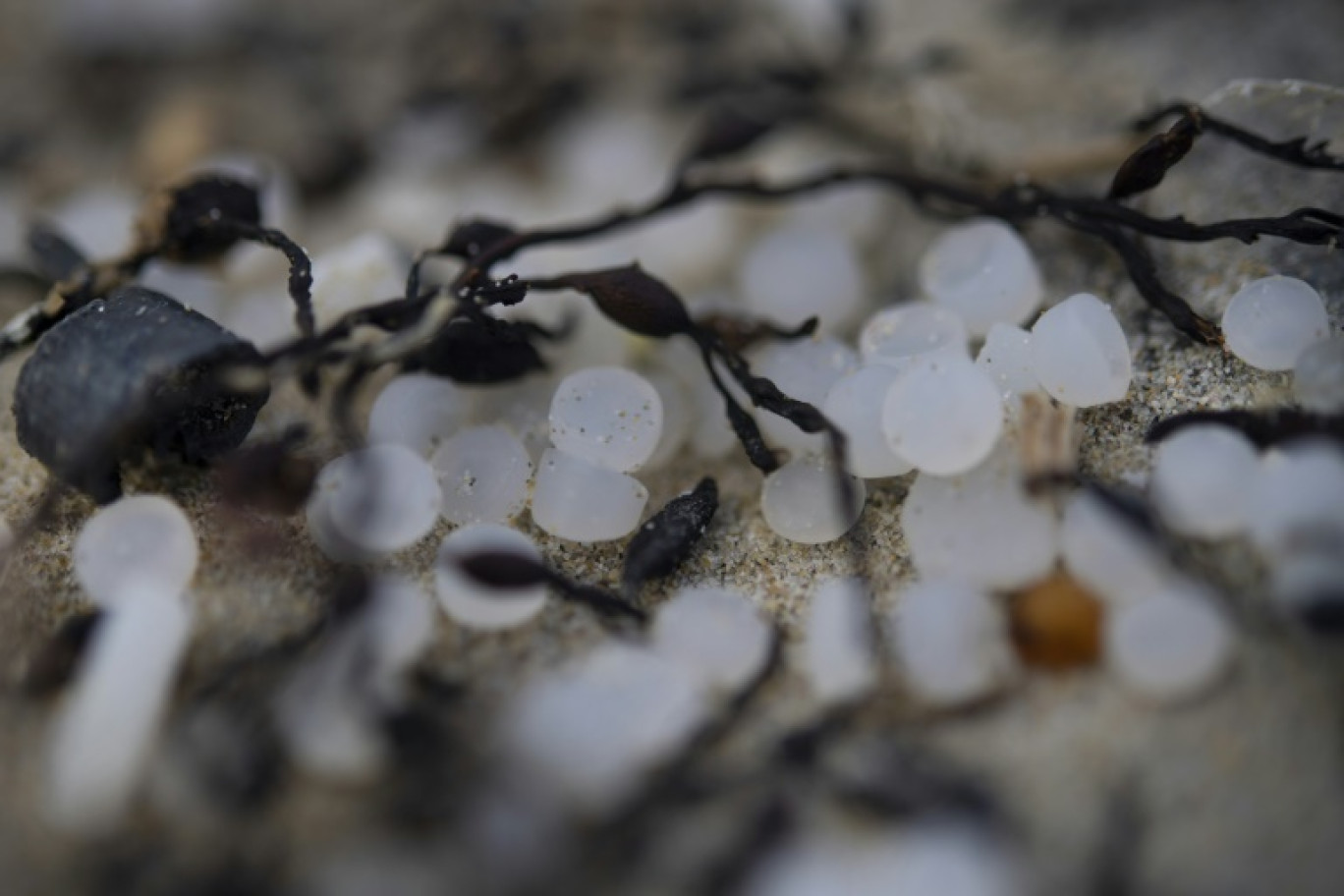 Des granules de plastique industriels, également appelés "larmes de sirène", le 15 février 2023 à Plomeur, dans l'ouest de la France © FRED TANNEAU