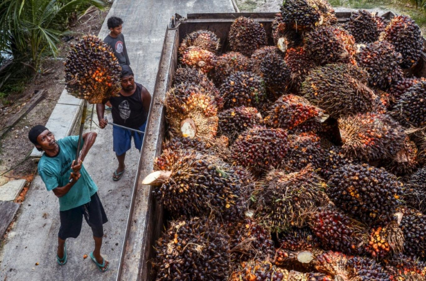 Indonesia accounts for more than half the global supply of the edible oil, used in making foods such as cakes, chocolate, and margarine as well as cosmetics, soap and shampoo © WAHYUDI