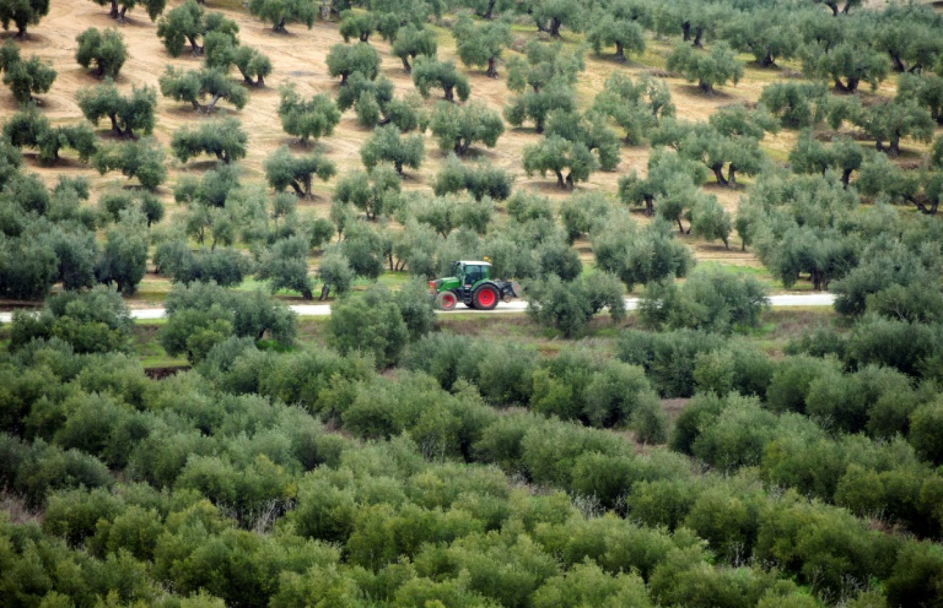 Champ d'oliviers à Lopera, près de Jaen, dans le sud de l'Espagne, le 24 mars 2025 © CRISTINA QUICLER