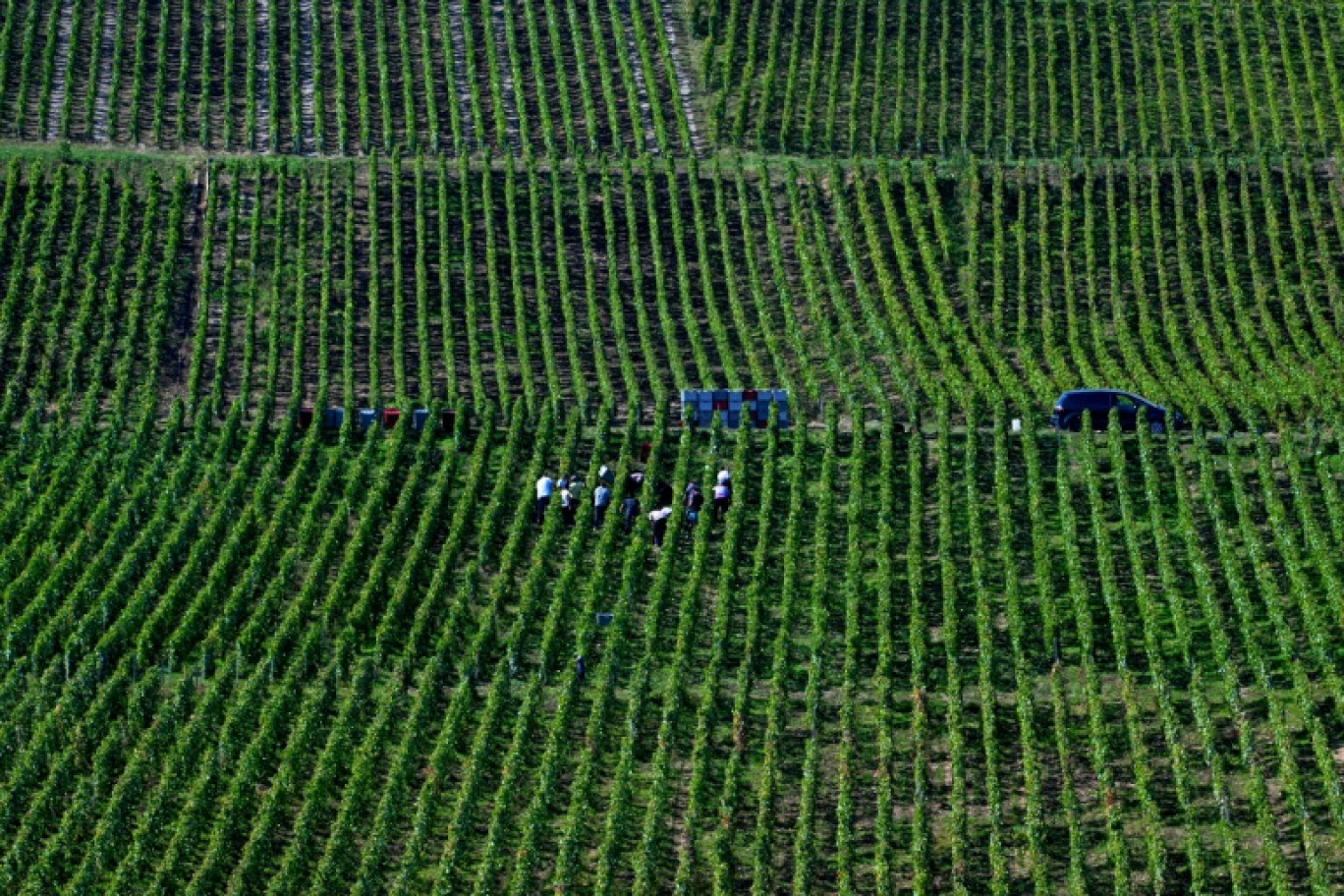 Vendanges à Hautvillers, en Champagne, le 19 septembre 2024 © FRANCOIS NASCIMBENI