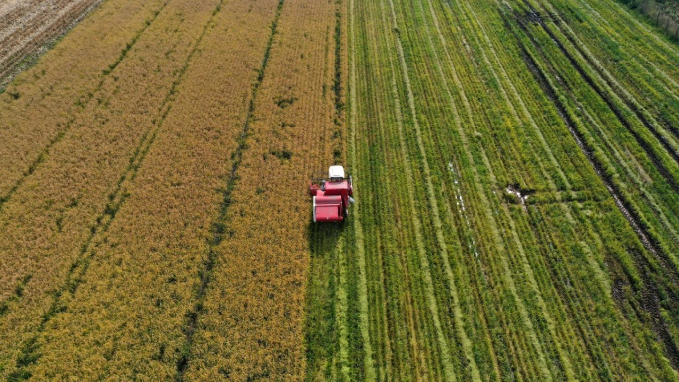 Vue aérienne d'un champ de riz pendant la récolte à Ñiquen, dans la région de Ñuble, le 9 avril 2025 au Chili © RAUL BRAVO
