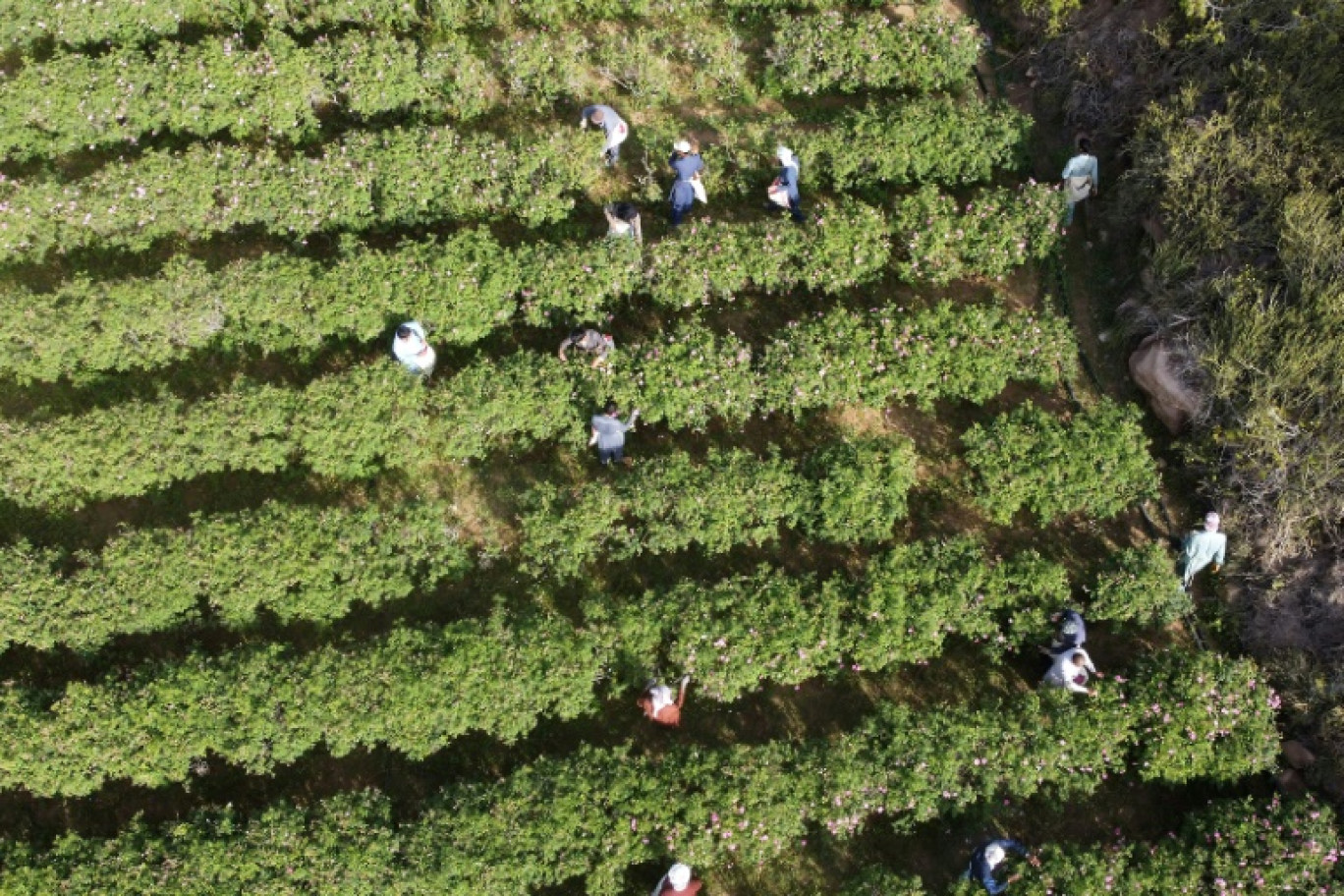 Cueillette de roses dans une ferme à Taëf dans l'ouest de l'Arabie saoudite, le 9 avril 2025 © Fayez Nureldine