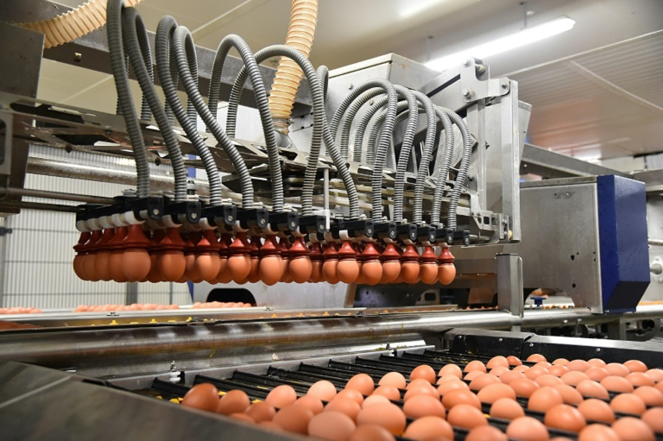 Une ligne d'emballage d'oeufs dans une usine Fermiers Loué à La Bazoge, dans le nord-ouest de la France, le 30 mars 2018 © JEAN-FRANCOIS MONIER