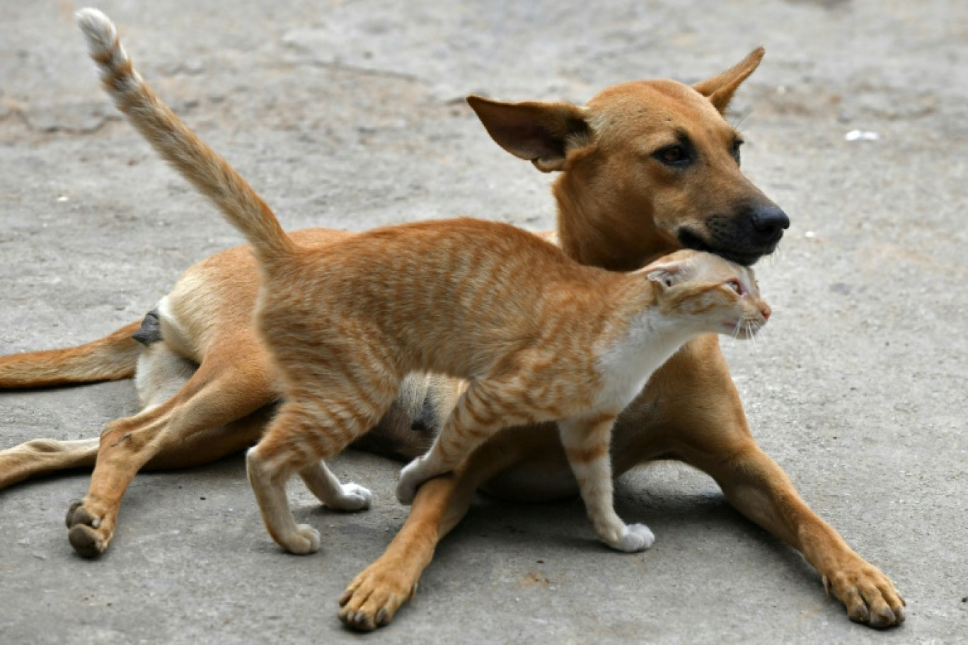 Traiter son chat ou son lapin avec un produit antiparasitaire destiné aux chiens peut avoir des effets indésirables graves, voire mortels, avertit l'Anses © MANJUNATH KIRAN