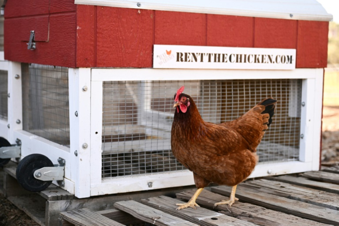 Une poule passe devant un poulailler portable dans une ferme où elles sont élevées dans le cadre du service "Rent The Chicken" à Agua Dulce, le 21 avril 2025 en Californie © Patrick T. Fallon
