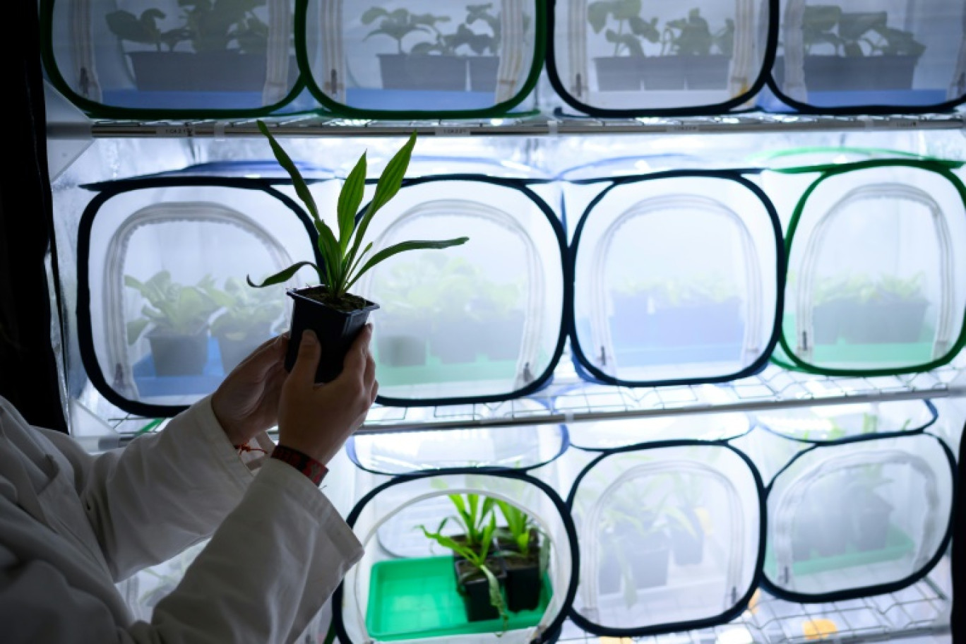 Un technicien de laboratoire présente la culture d'aphidés pour développer une alternative à la lutte contre les insectes nuisibles et les pucerons, dans le laboratoire Agriodor à Rennes, le 16 mai 2025 © Loic VENANCE