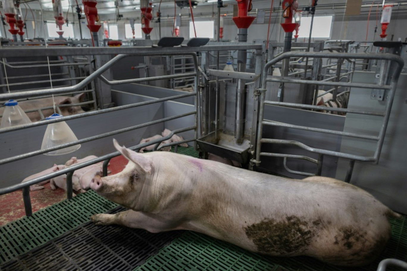 Un élevage porcin à Cleden-Poher, le 21 mai 2025 dans le Finistère © Fred TANNEAU