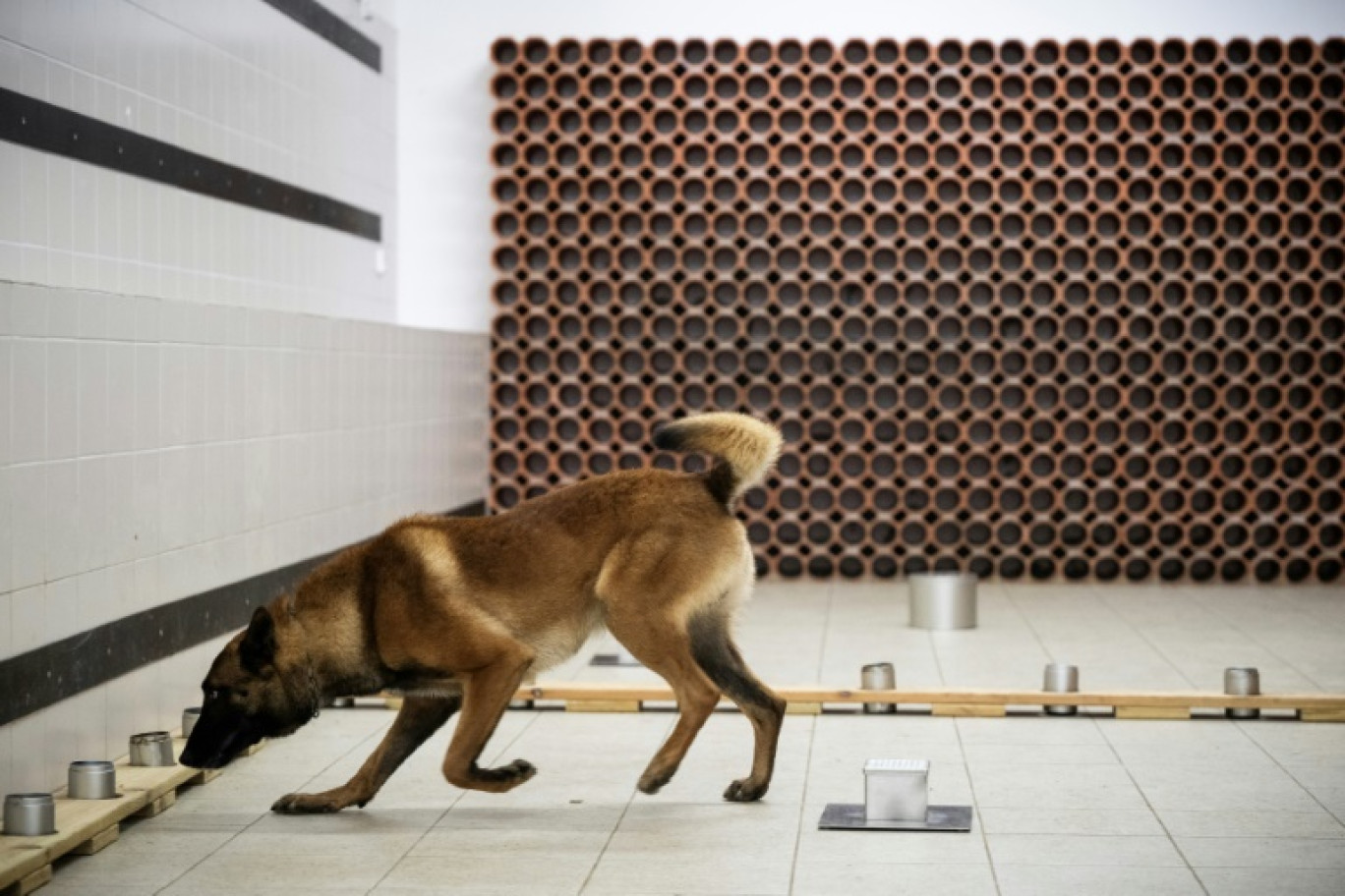 Le chien policier Snatch recherche des objets numériques lors d'un entraînement au Centre National d'Instruction Cynophile de la Gendarmerie (CNICG) à Gramat, le 19 mai 2025 dans le Lot © Lionel BONAVENTURE