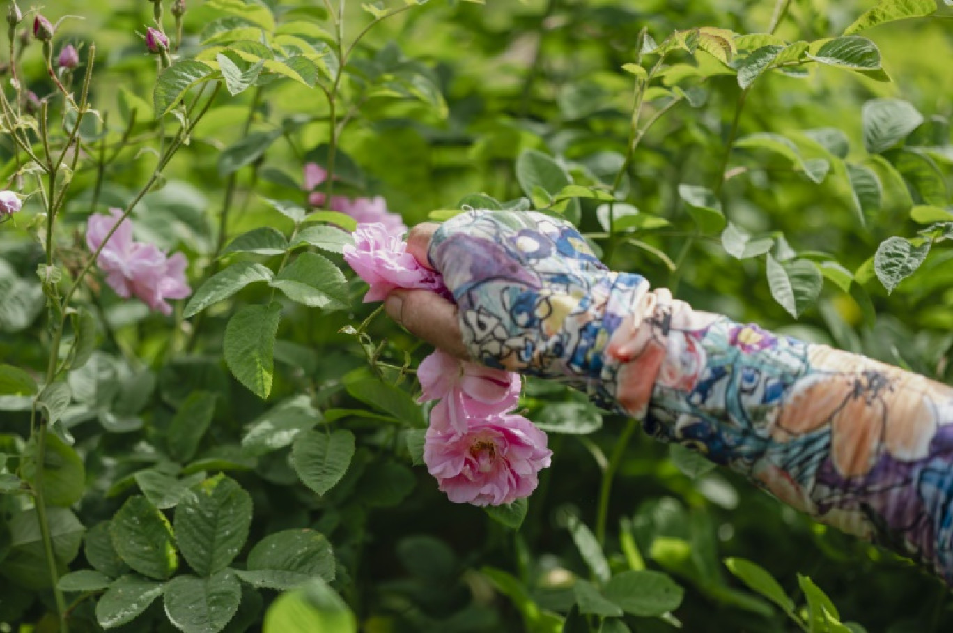 Récolte de roses centifolia dans les jardins du Domaine de la Rose, propriété de Lancôme, le 26 mai 2025 à Grasse, dans le sud de la France © Frederic DIDES
