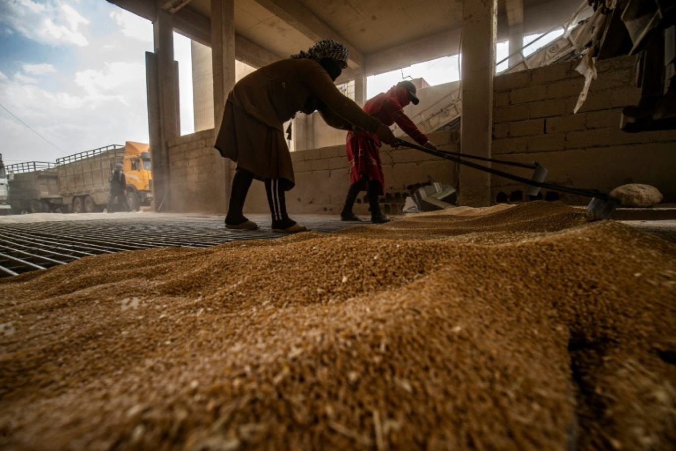 Des ouvriers ratissent le blé acheté par les autorités kurdes alors qu'il est déchargé dans un silo à Qamishli, le 12 juin 2025 en Syrie © Delil SOULEIMAN