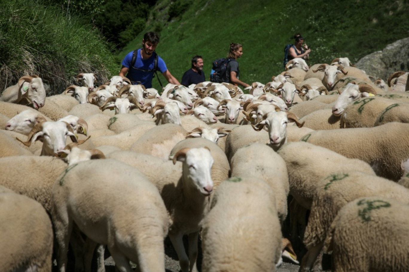 Troupeau de moutons grimpant vers des pâturages d'altitude dans les Hautes-Pyrénées, à Gèdre, pendant la transhumance, le 18 juin 2025 © Valentine CHAPUIS