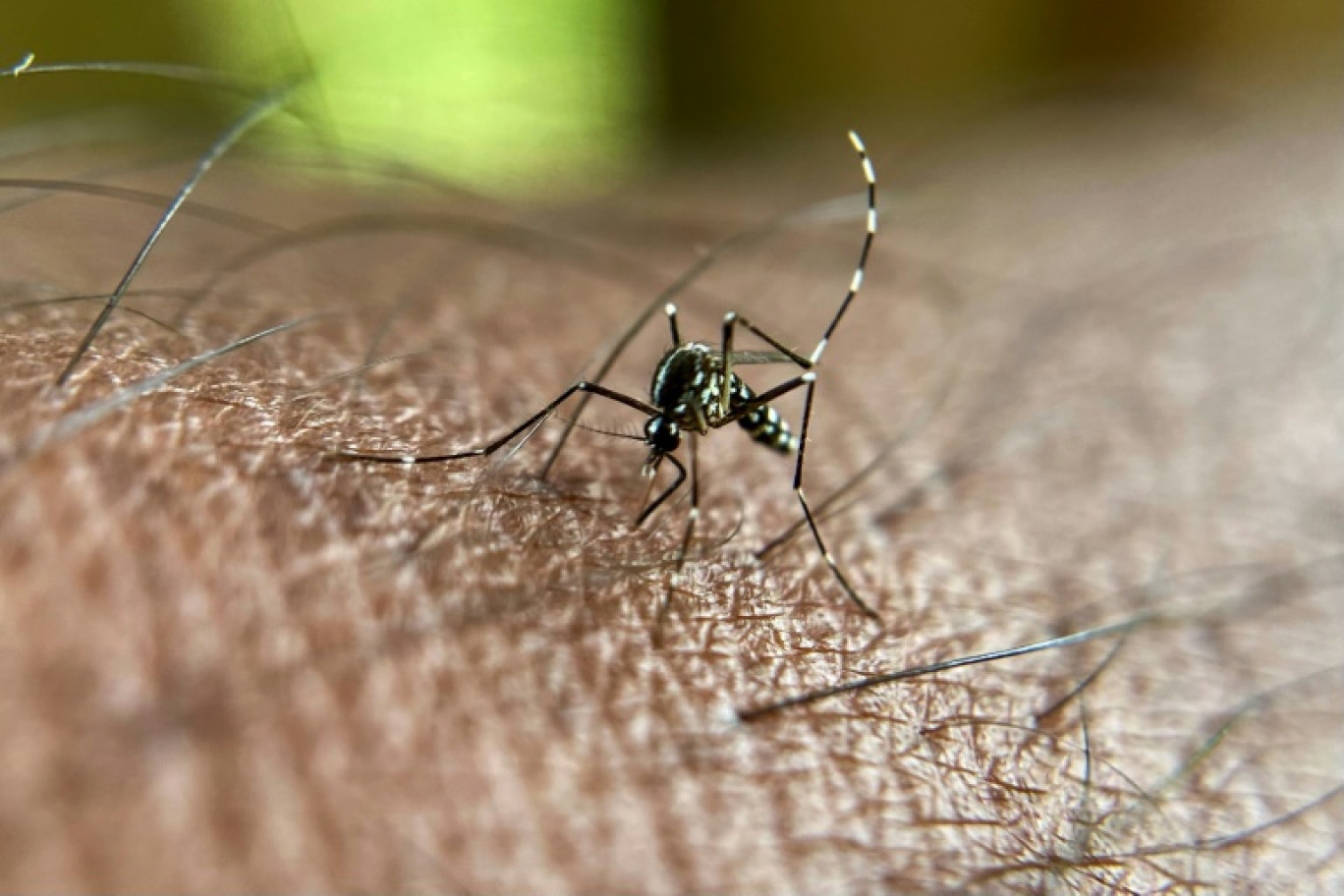 Le virus du chikungunya se transmet via les piqûres de moustiques tigre infectés, passant ainsi d'un humain à l'autre © Manjunath Kiran