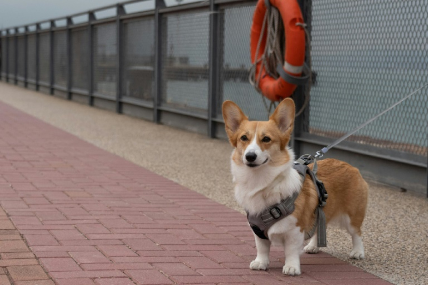 Contre les colliers électriques, les mutilations ou la consanguinité, les députés européens votent jeudi sur un texte de la Commission européenne fixant des règles minimales de protection concernant l'élevage de chiens et de chats dans l'UE © Bertha WANG