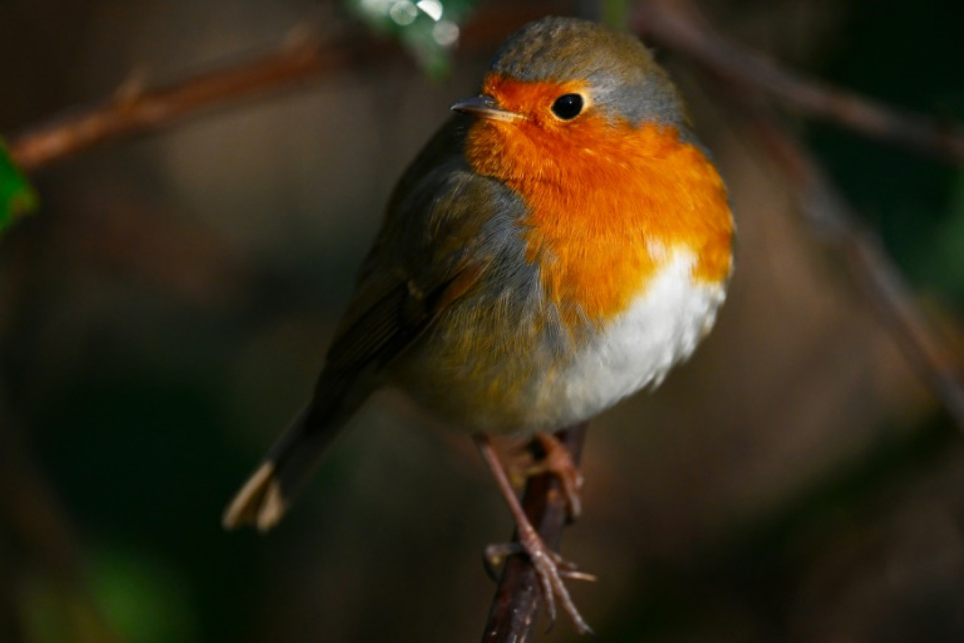 Un trafic présumé d'espèces protégées d'oiseaux, impliquant une douzaine de prévenus parmi lesquels des ornithologues, un parc animalier ou encore un revendeur en Belgique, sera jeudi dans le Lot au cœur d'un procès inédit en France © Martin LELIEVRE