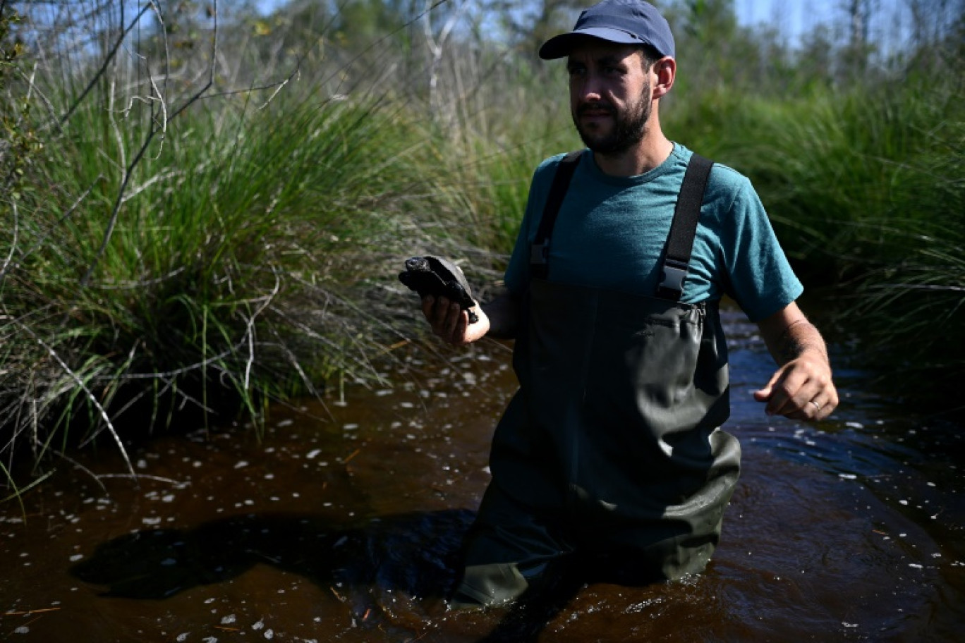 François Léger, naturaliste de l'association Cistude Nature, tient une tortue cistude, tortue d'eau douce européenne en voie de disparition, alors qu'il effectue un recensement de population dans un étang de la réserve biologique d'Hostens, le 18 juin 2025 en Gironde © Christophe ARCHAMBAULT