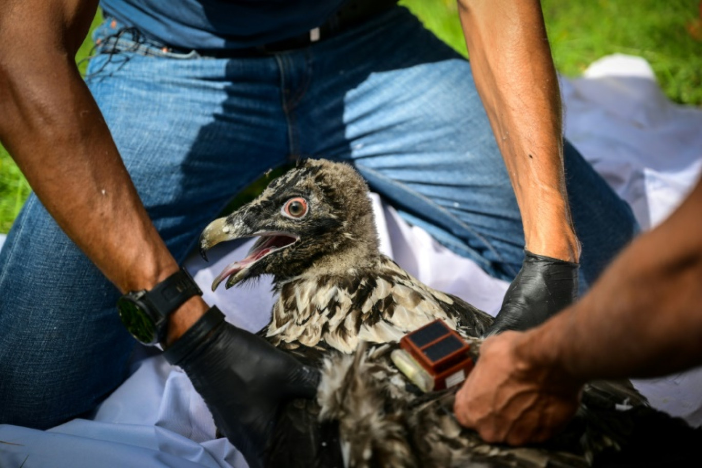 Pascal Orabi, coordinateur du programme LIFE Gyp'Act pour la Ligue de protection des oiseaux (LPO), bague un bébé gypaète barbu avant de le libérer, dans le Parc Naturel Régional du Vercors, près de Treschenu-Creyers, le 13 juin 2025 © OLIVIER CHASSIGNOLE