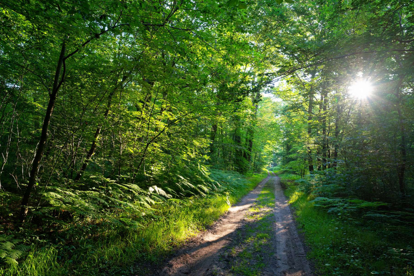 La forêt de Compiègne. © hassan bensliman