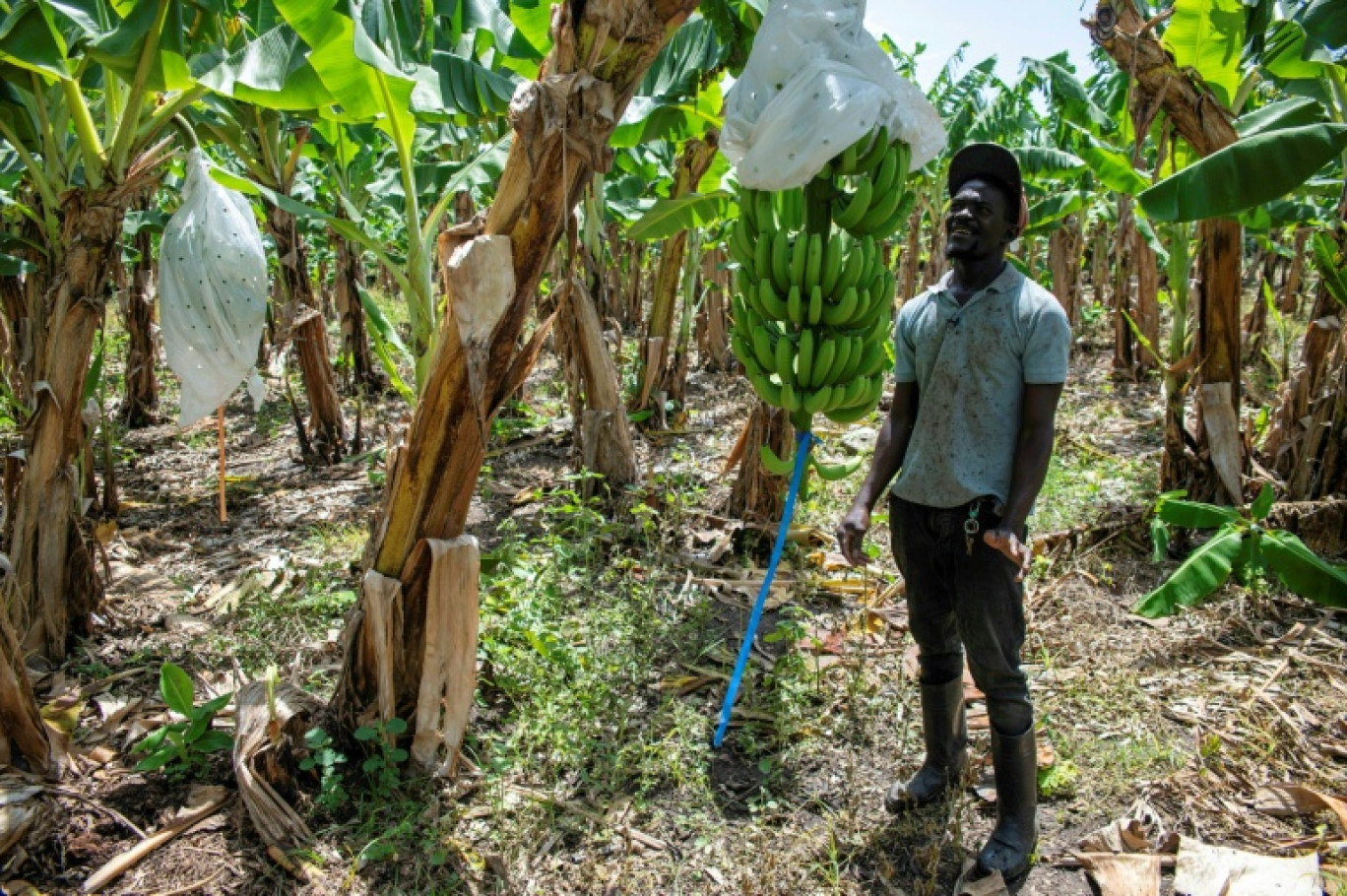Un employé d'une plantation de bananes à Mao, dans la province de Valverde, en République dominicaine, le 20 juin 2025 © Eddy Vittini