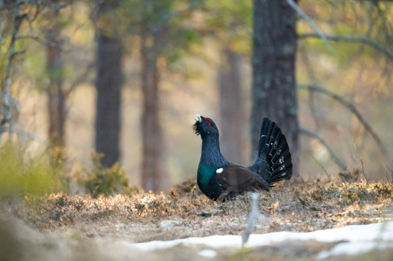 Un tétras dans un champ au Bélarus en mai 2018 © MAXIM MALINOVSKY