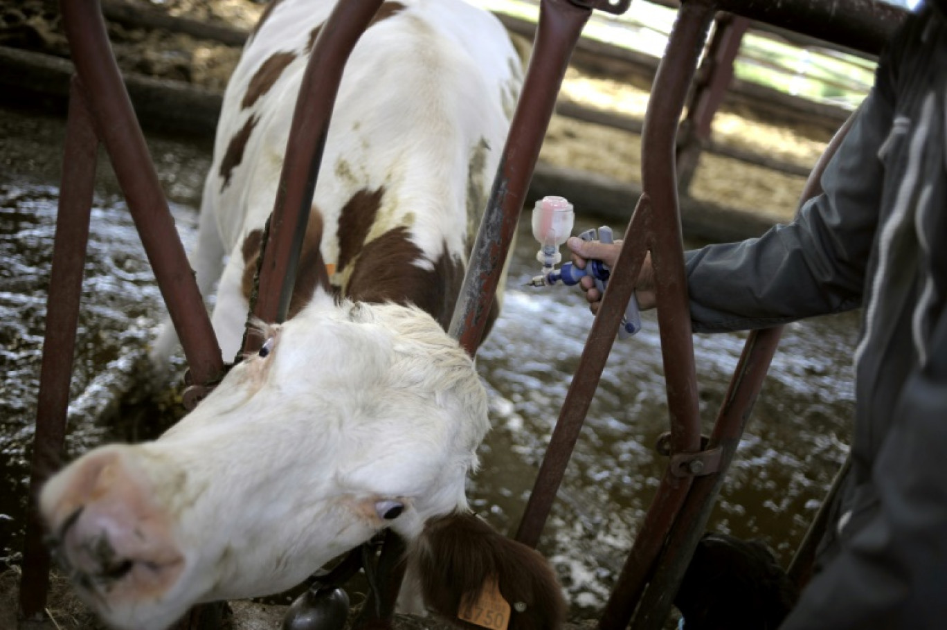 La France doit débuter ce week-end la vaccination de près de 285.000 bovins pour stopper la propagation de la dermatose nodulaire contagieuse (DNC) dans les Alpes © JEFF PACHOUD